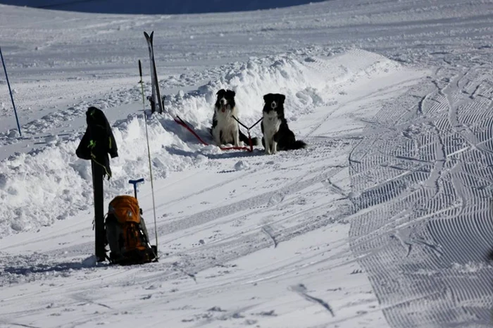 Căţeluşa Dara, un produs al şcolii Şcolii româneşti de câini de avalanşe, a dat o lecţie de ambiţie salvamontiştilor francezi care antrenează doar masculi