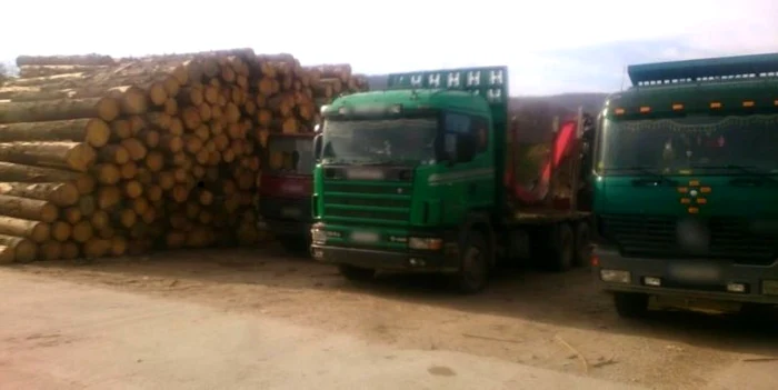 Potrivit acuzaţiilor procurorilor, lemnul a fost transportat, prelucrat şi comercializat fără înregistrarea în contabilitate a acestor operaţiuni. FOTO: Poliţia Română