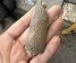 Cercetări arheologice la Noviodunum (© Facebook / Direcția Patrimoniu Digital - cIMeC)