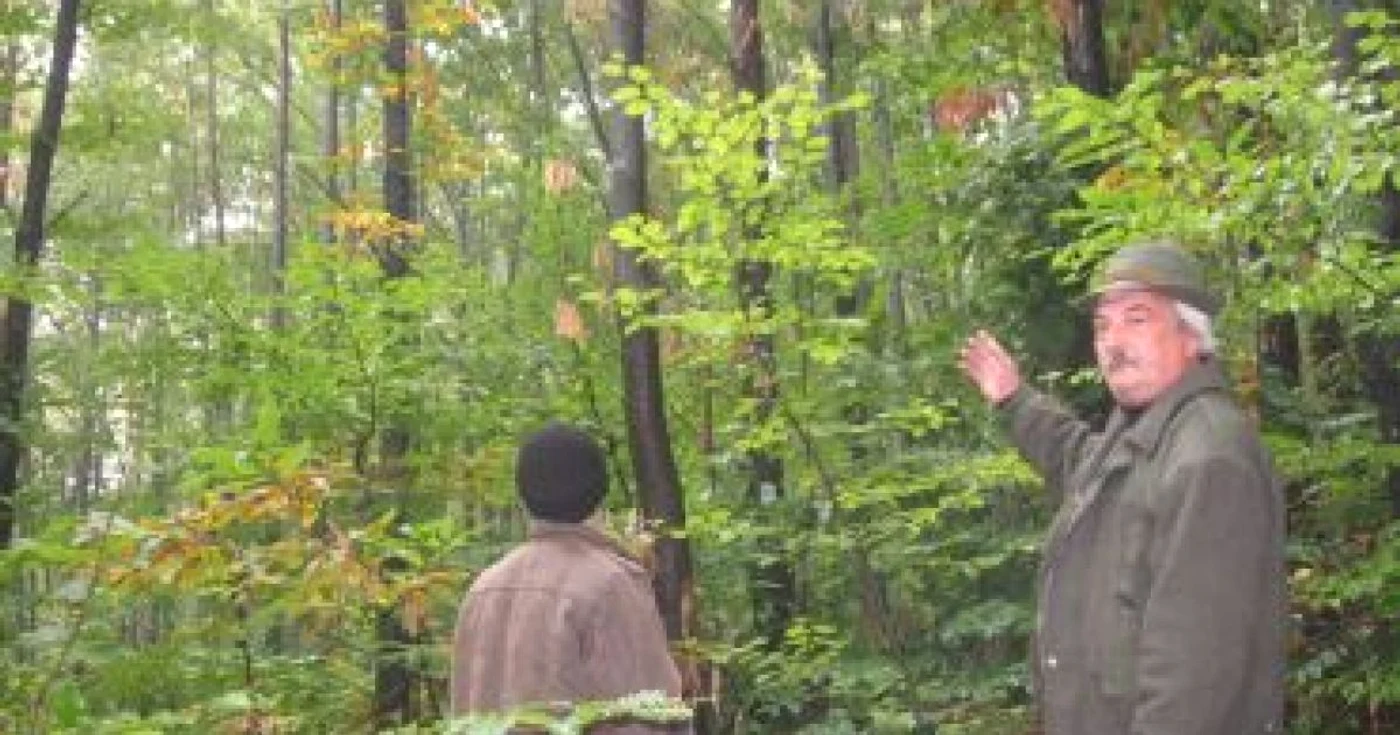 Târgu-Jiu: VIDEO/ Pădure de castani, monument al naturii, atacată de cancer