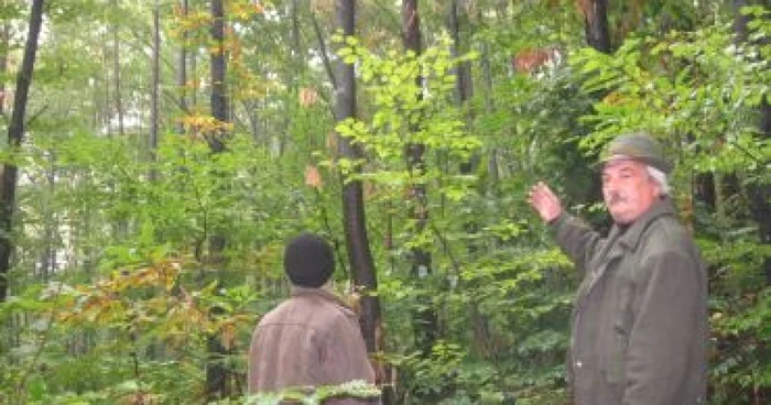 Târgu-Jiu: VIDEO/ Pădure de castani, monument al naturii, atacată de cancer