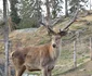 12 gradina zoologica din brasov 1 jpg jpeg