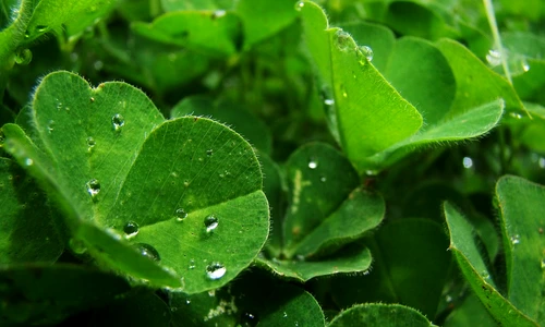 1 74887 original jpg jpeg