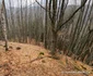 Cetatea dacică Fețele Albe Foto Daniel Guță ADEVĂRUL (71) jpg