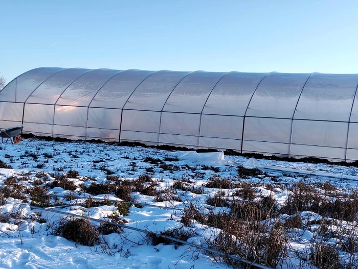 Multe solarii au fost afectate de ger Foto: Facebook grup legumicultori 