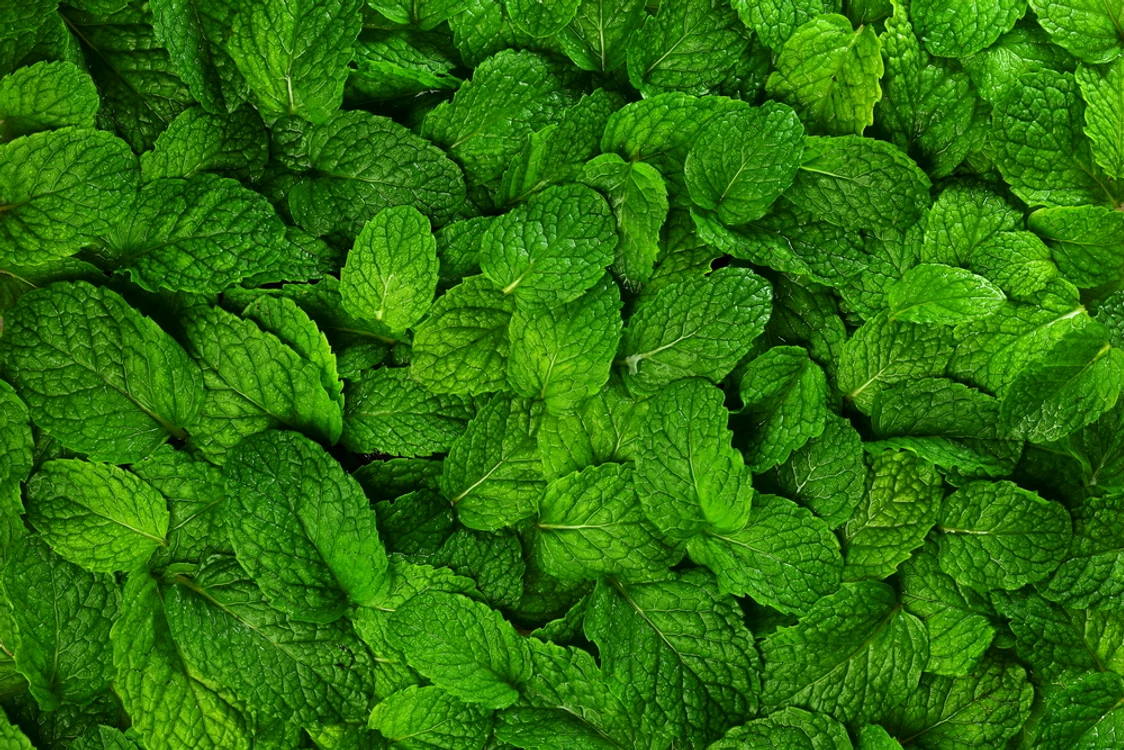 
    Foto: Shutterstock   