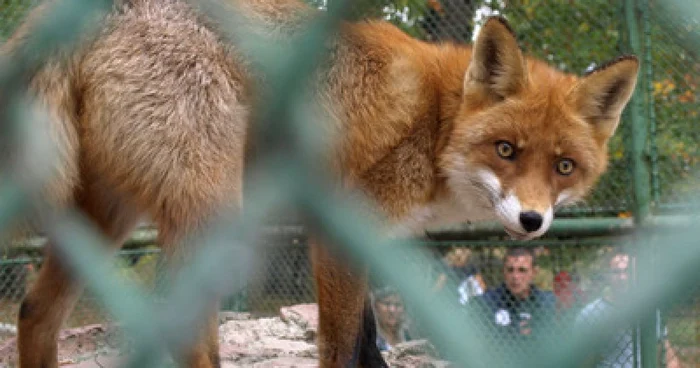 Hunedoara: FOTOGALERIE “Vedetele” de la Zoo au primit sute de oaspeţi