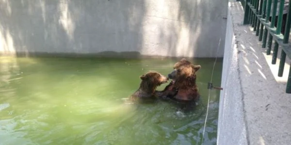 Animalele de la Zoo au parte de tratament special în perioadă de caniculă