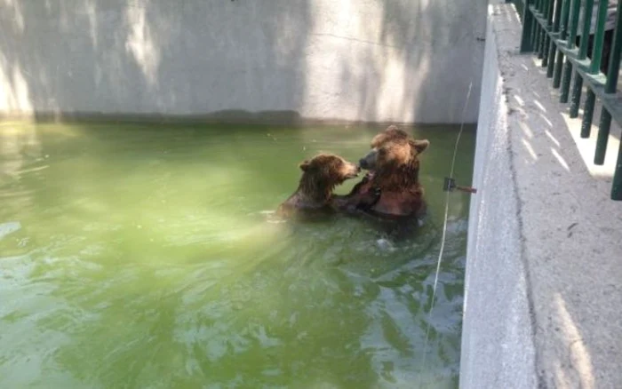 Animalele de la Zoo au parte de tratament special în perioadă de caniculă