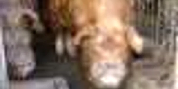 Carnea de porc infestată cu trichinella spiralis e deosebit de periculoasă pentru om