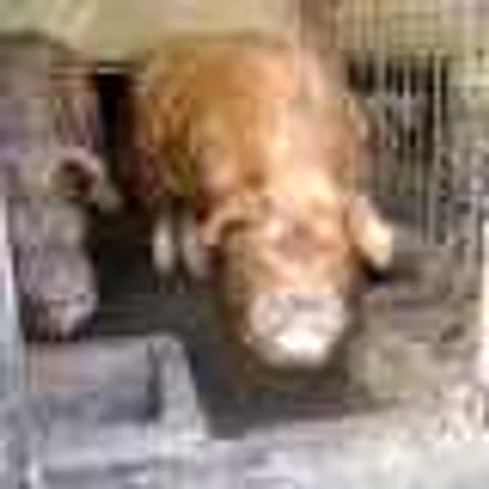 Carnea de porc infestată cu trichinella spiralis e deosebit de periculoasă pentru om