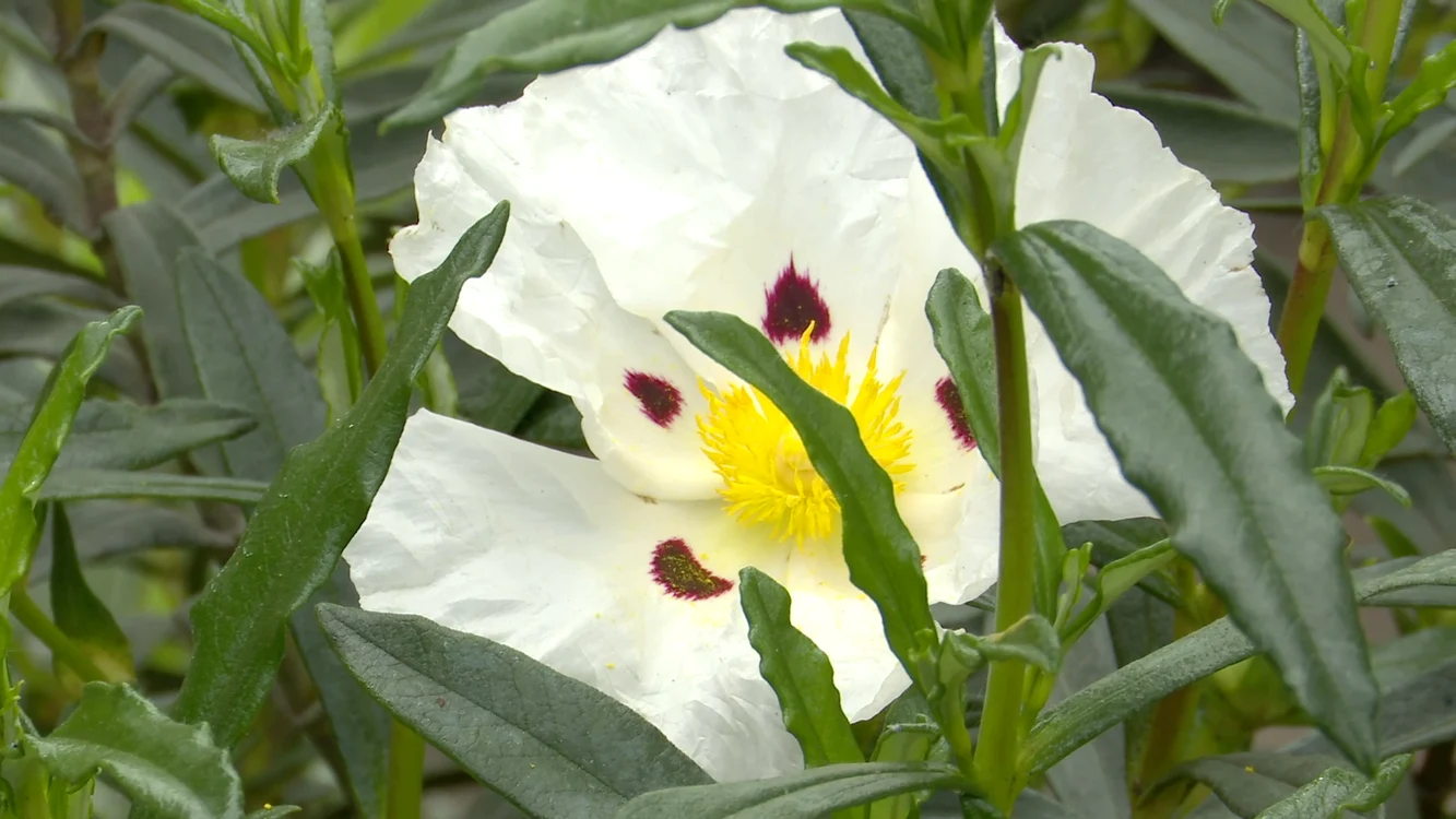 Cistus Ladaniferus FOTO I.B.