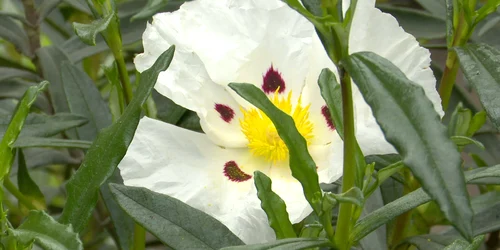 cistus png