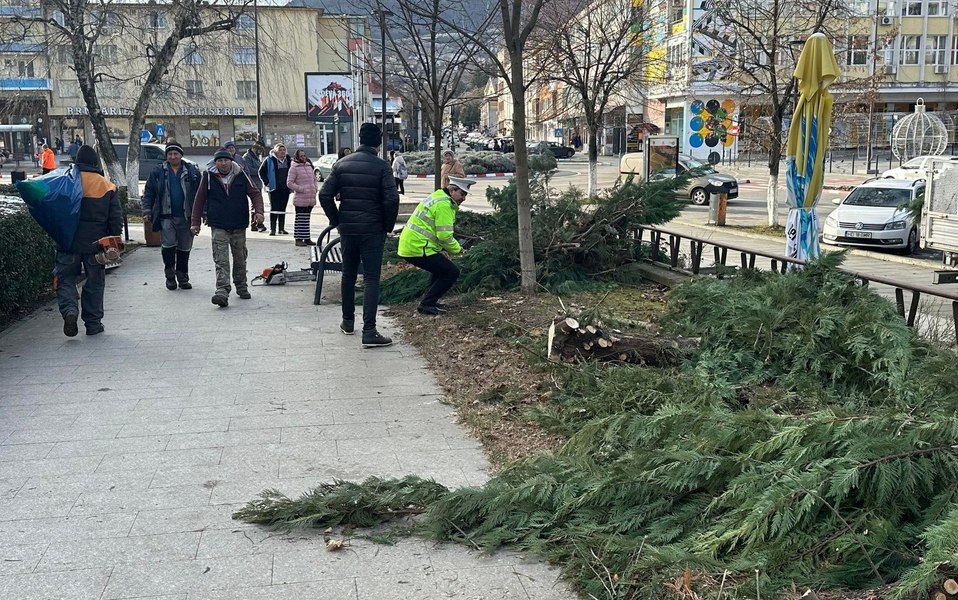 Arbori retezați misterios, peste noapte, în centrul Devei. Poliția îi caută pe autorii distrugerilor FOTO
