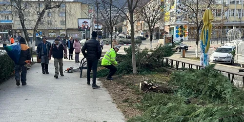 Arbori tăiați peste noapte în Deva Foto Primăria Deva (3) jpg