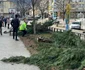 Arbori tăiați peste noapte în Deva   Foto Primăria Deva (3) jpg