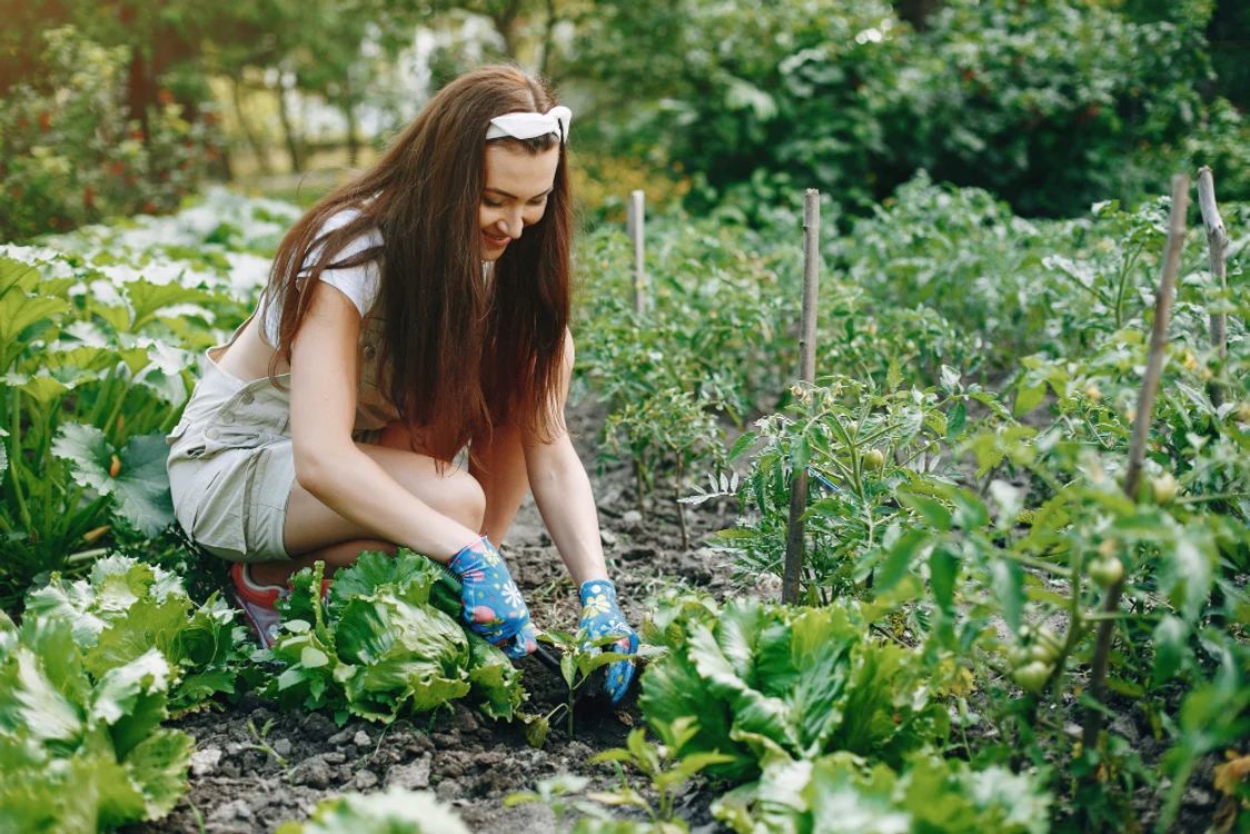 Ce se plantează în august: legume și flori pentru o grădină bogată