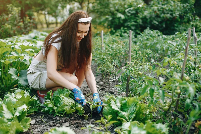 Ce se plantează în august: legume și flori pentru o grădină bogată