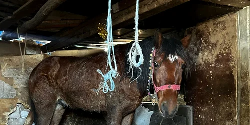 Bărbatul care și a incendiat calul a recidivat  FOTO PB Protectia animalelor CJ Ilfov jpg