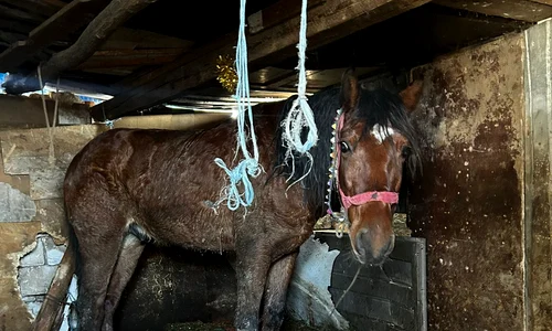 Bărbatul care și a incendiat calul a recidivat FOTO PB Protectia animalelor CJ Ilfov jpg
