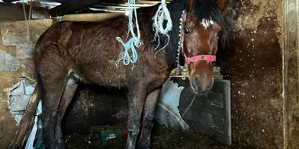 Bărbatul care și a incendiat calul a recidivat FOTO PB Protectia animalelor CJ Ilfov jpg