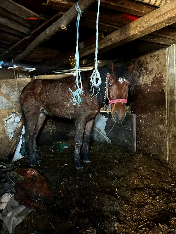 Bărbatul și-a supus animalele unor cruzimi inimaginabile. FOTO Protecția Animalelor CJ Ilfov