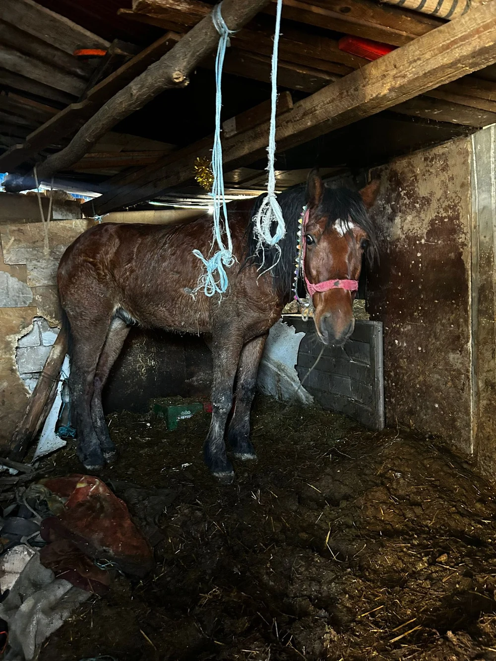 Individul care și-a incendiat calul acum cinci ani a comis noi atrocități. Și-a spânzurat câinele și a bătut un alt animal: „Șocant și inacceptabil”