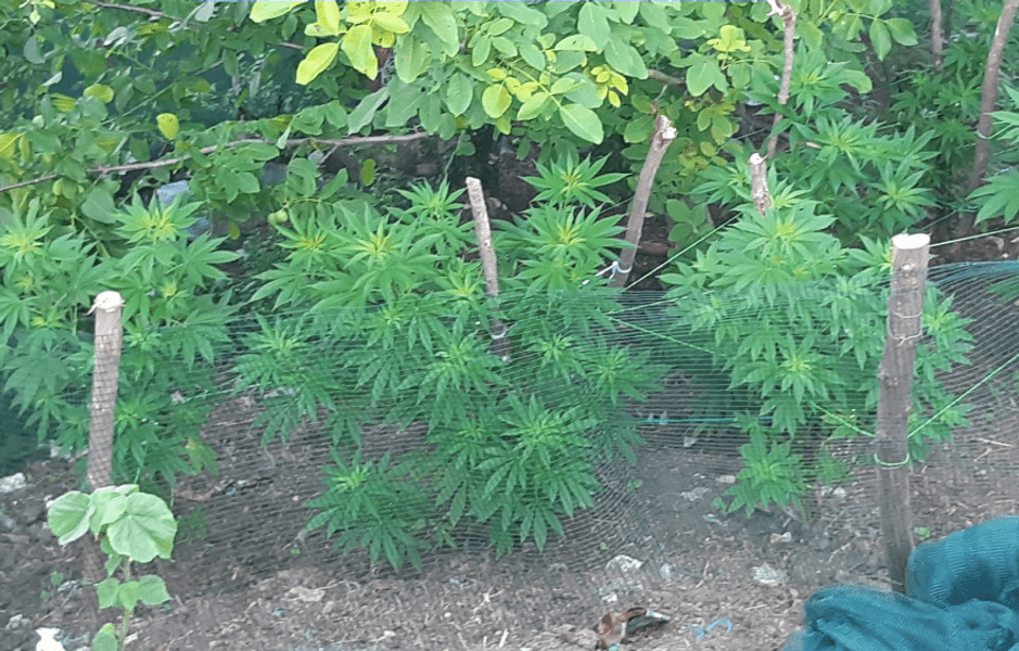 Ferma de canabis de la Sebeș. Drogul era numit „lapte” și era vândut și prin liceele din oraș