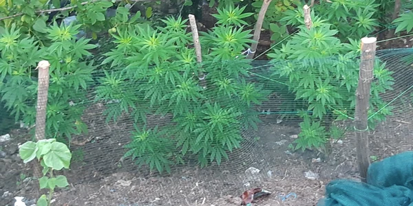 canabis 0 png