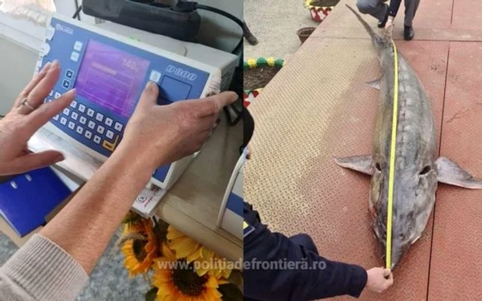 Peștele cântărea 140 de kilogrameFoto: adevarul.ro
