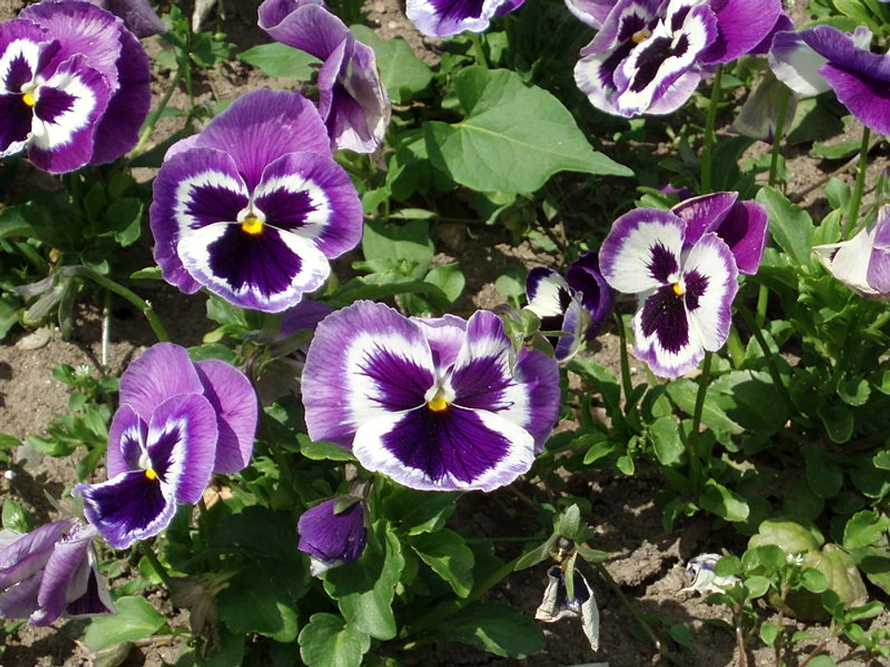 Pnaseluțe  FOTO Wiktionary