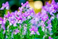 nemesia istock jpg