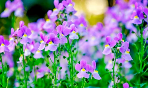nemesia istock jpg