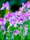 nemesia istock jpg