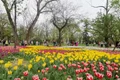 Lalele în Parcul Justiției FOTO Ștefan Both