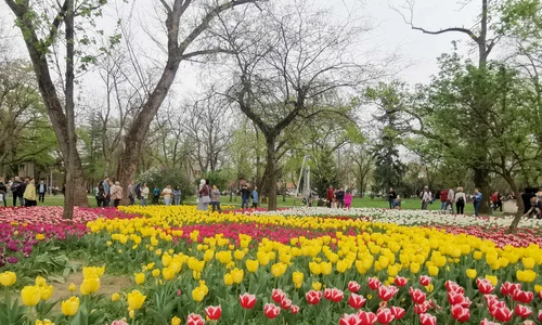 Lalele în Parcul Justiției FOTO Ștefan Both