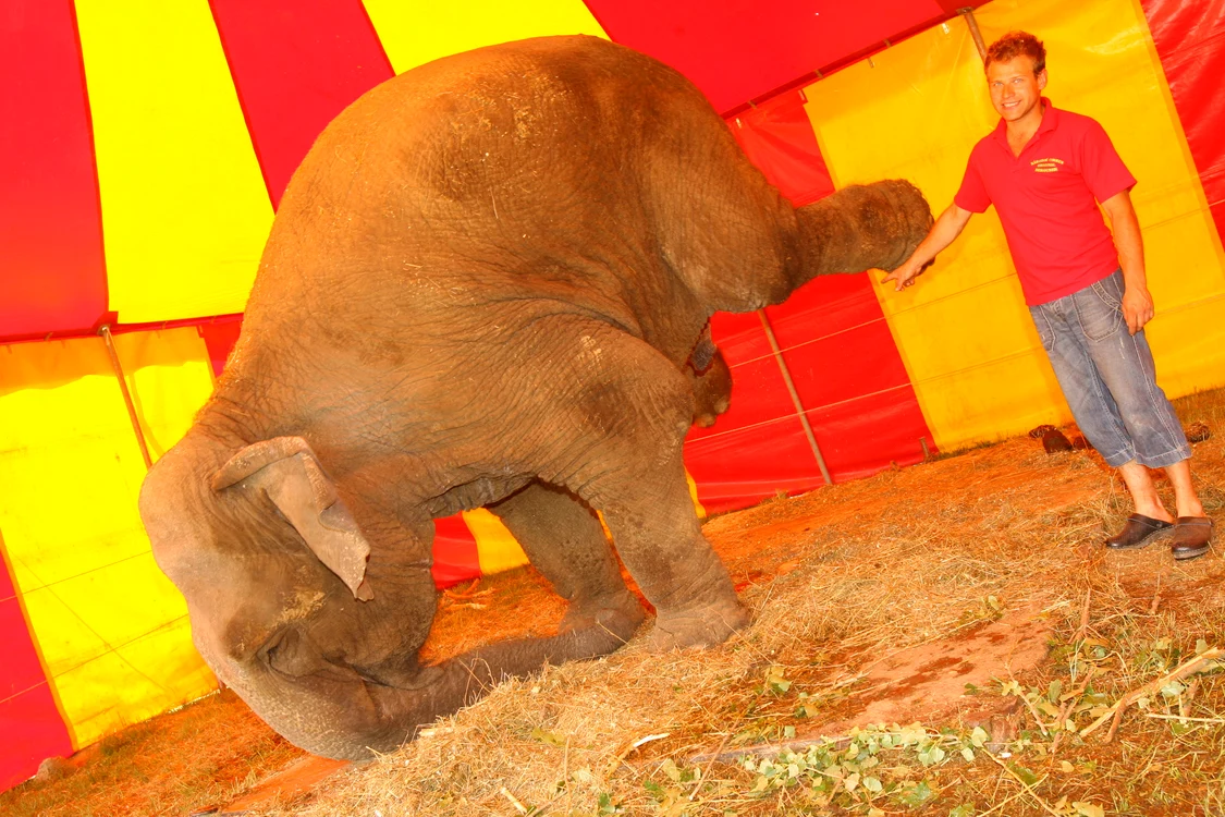 
    Acest elefant nu stă în cap de plăcere. Foto: Dorin Constanda  