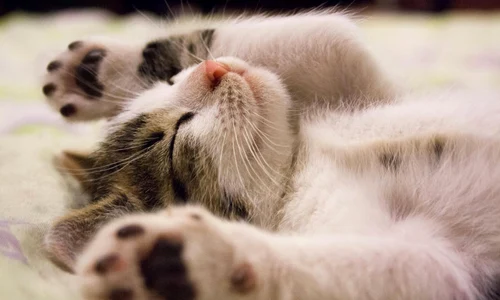 Pisică, Pexels (4) jpg