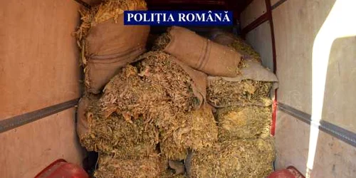 calarasi tutun