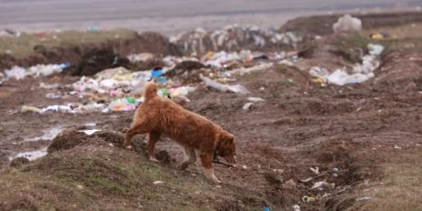 Un câine a adus acasă un făt mort dezgropat de pe marginea unui pârâu