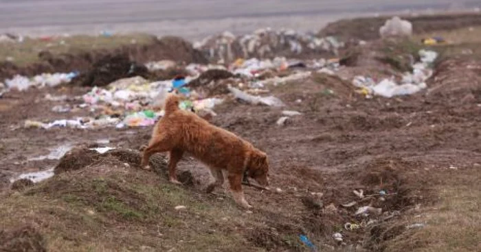 Un câine a adus acasă un făt mort dezgropat de pe marginea unui pârâu