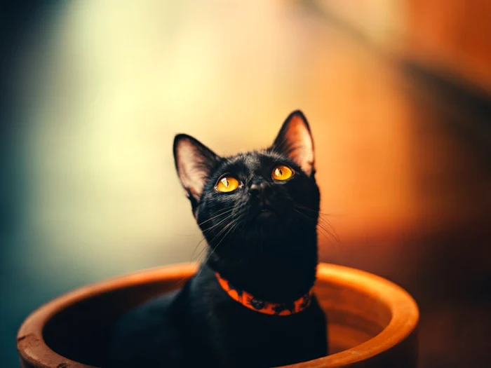 Adopția de pisici negre, interzisă într-un oraș din Spania, de Halloween/FOTO: Pexels/Helena Lopes