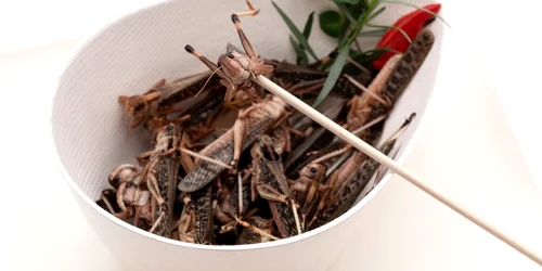 lacusta mancare locusta migratoria foto shutterstock