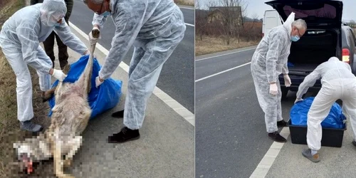 lup ucis de masina foto garda de mediu hunedoara