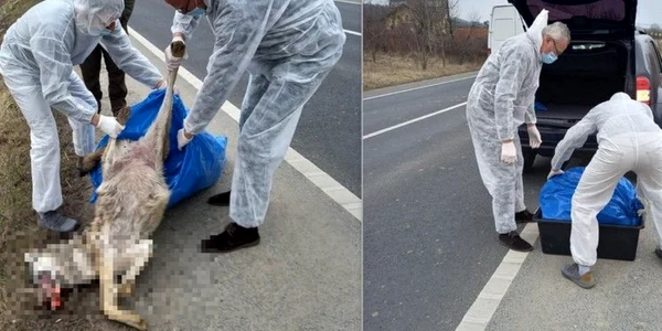 lup ucis de masina foto garda de mediu hunedoara