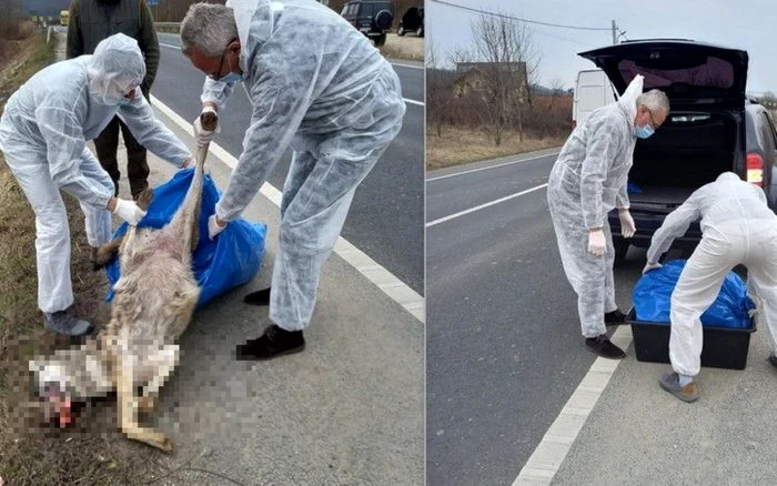 Foto: Garda de Mediu Hunedoara.