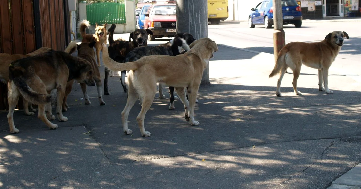 Numărul haitelor de câini a crescut alarmant  în ultimii ani Foto: Alex Policală