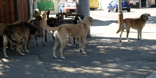 Numărul haitelor de câini a crescut alarmant  în ultimii ani Foto: Alex Policală