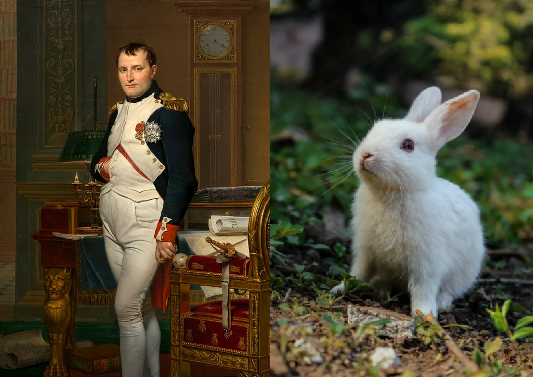 Împăratul a fost înfrânt de iepuri, în 1807
