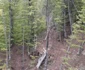 Hoţi de lemne surprinşi la furat de un pădurar şi puşi pe fugă cu focuri de armă în zona Valea lui Stan - Vâlcea Foto Facebook - în imagine o parte din arborii tăiaţi